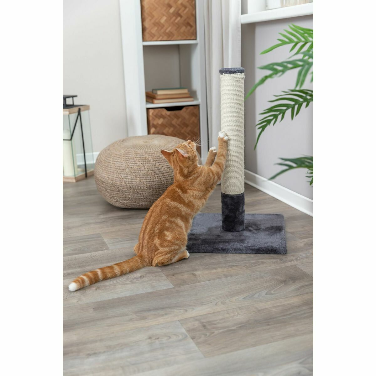 Un gato naranja rasca un rascador en un suelo de madera.