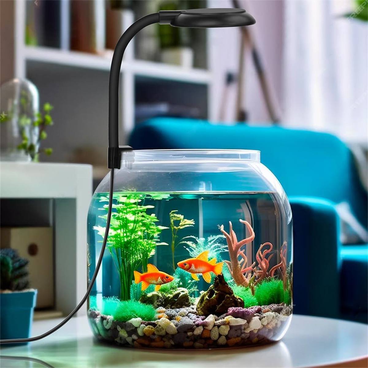 Zwei Goldfische schwimmen in einem runden Aquarium mit grünen Pflanzen und Kies, beleuchtet von einer schwarzen Lampe.