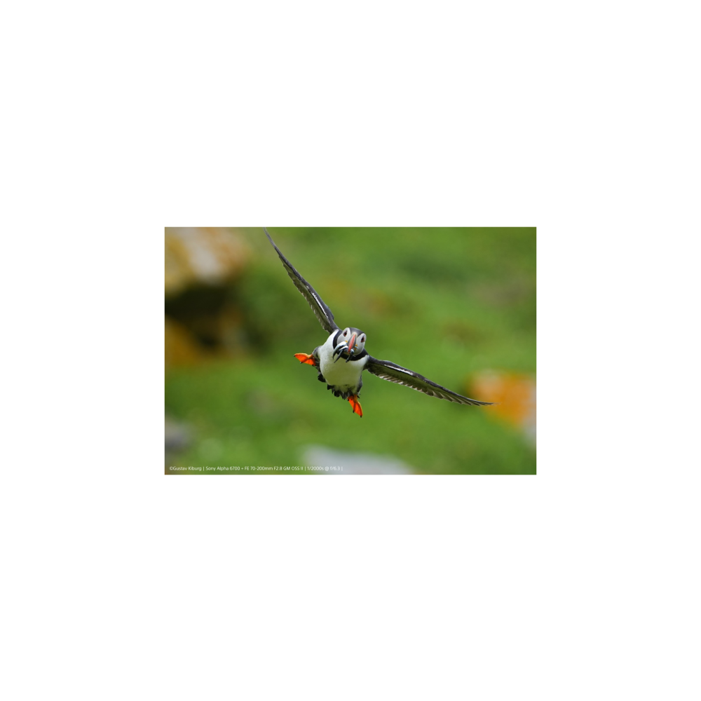A puffin in flight holding a fish in its beak against a green background.