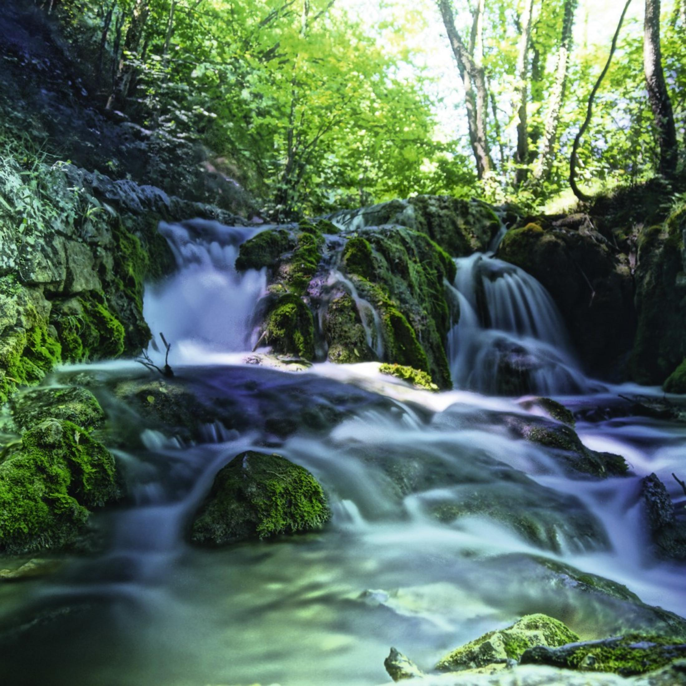 Una piccola cascata scorre su rocce muschiose in una foresta verde.