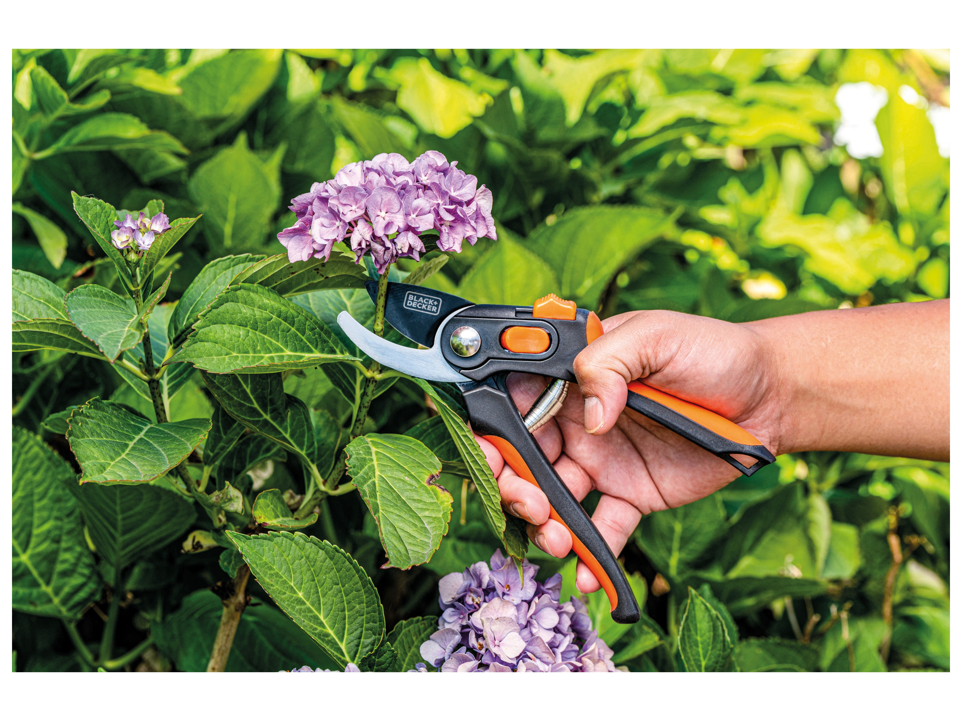 A hand uses pruning shears to cut a purple hydrangea bloom against green foliage.