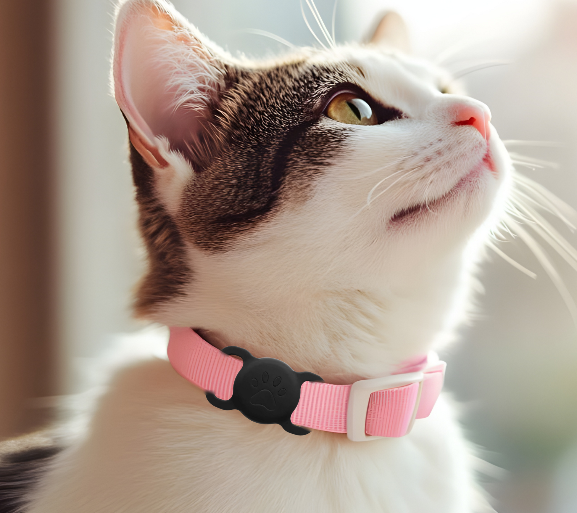 Un gatto con un collare rosa e un ciondolo a zampa guarda in alto.