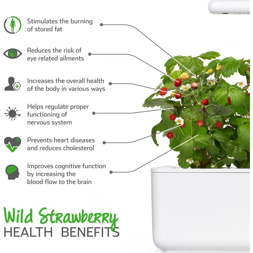Plante de fraisier sauvage avec fruits et avantages pour la santé listés.