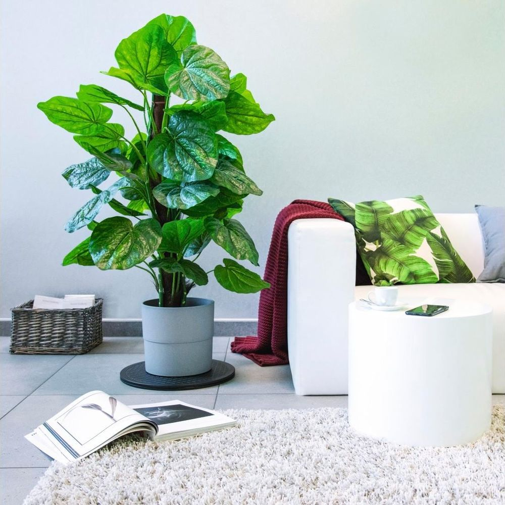 Una grande pianta verde in vaso si trova su un supporto grigio accanto a un divano bianco con coperta bordeaux.