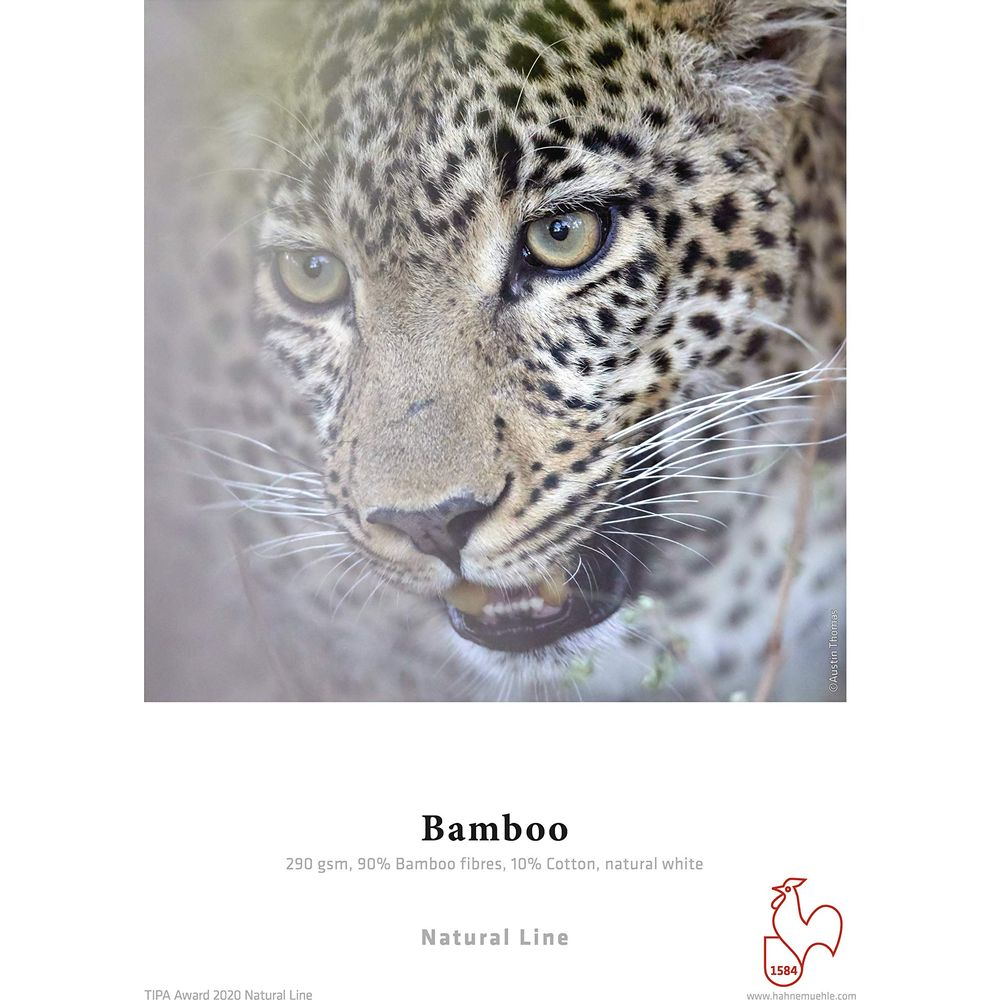 Primo piano della testa di un leopardo con pelliccia maculata e occhi gialli.