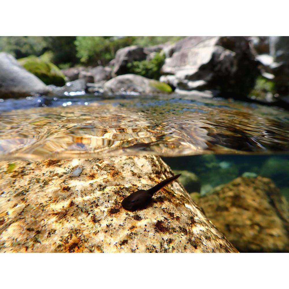 Ein schwarzer Kaulquappe ruht auf einem Stein über dem Wasser eines Baches.