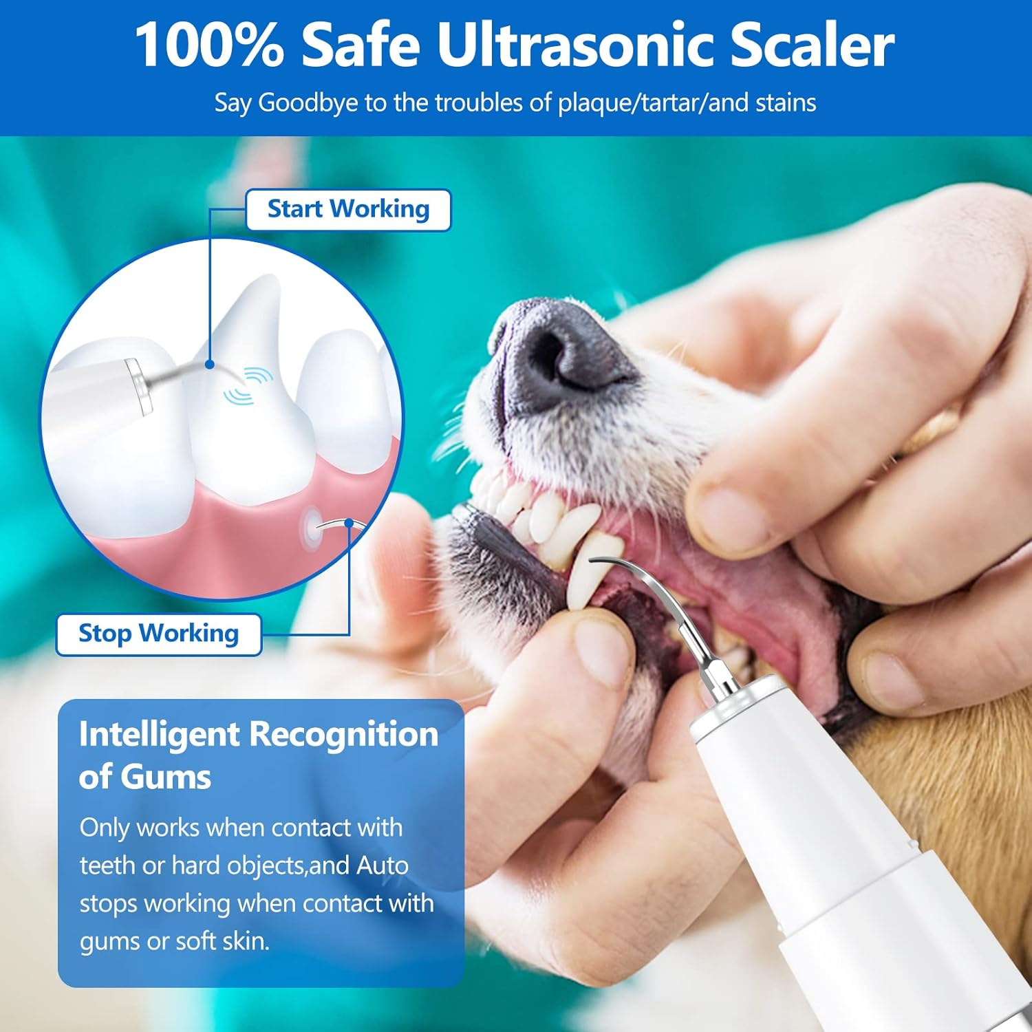 Hundezähne werden mit einem Ultraschall-Scaler gereinigt, mit Diagrammen zur Bedienung.