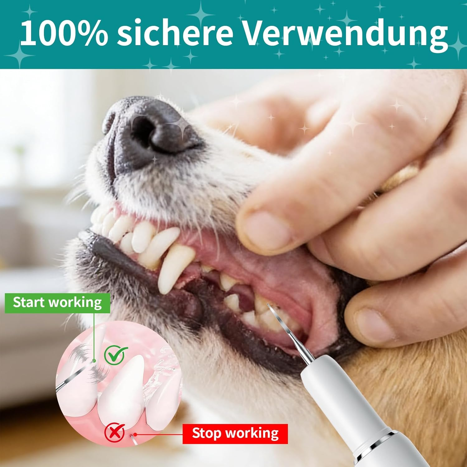 Die Zähne eines Hundes werden mit einem Dentalwerkzeug gereinigt. Ein Diagramm zeigt Vorher und Nachher.