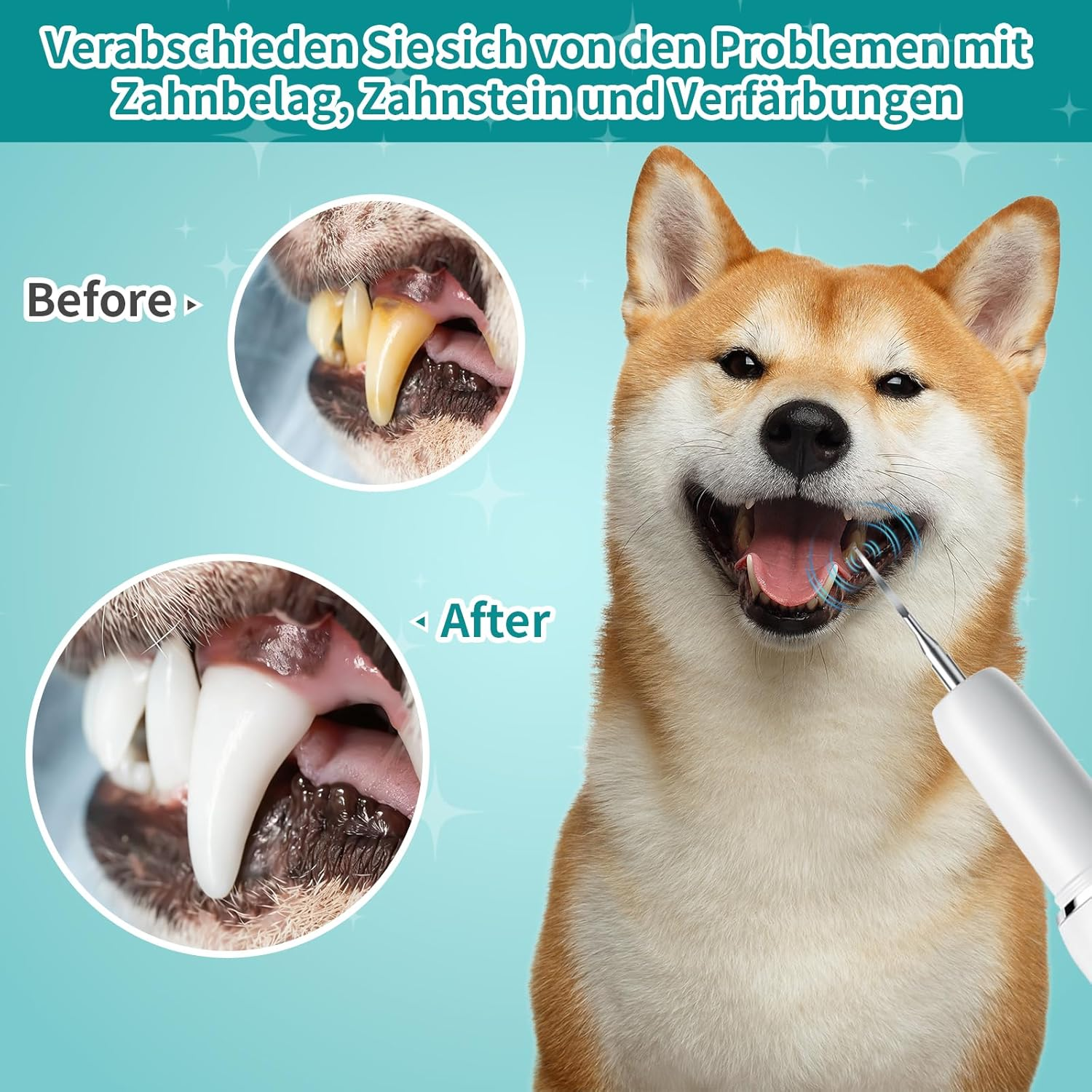 Shiba Inu Hund mit Zahnreiniger vor und nach der Zahnreinigung.