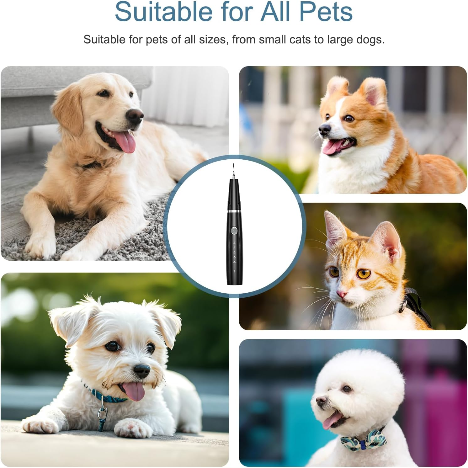 Collage von Haustieren: Golden Retriever, Corgi, weißer Terrier, Ingwerkatze, Bichon Frise.