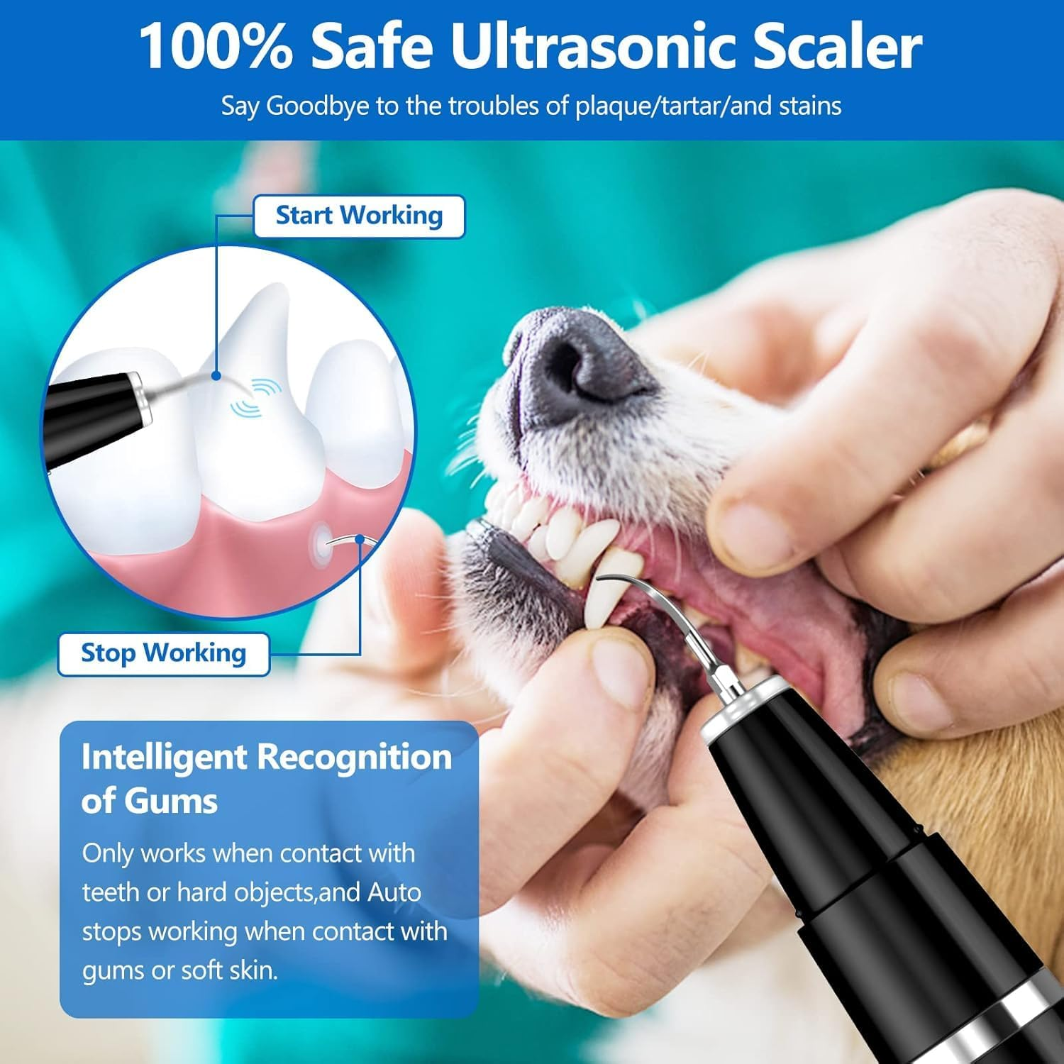 Nahaufnahme der Zähne eines Hundes, die von einer Person mit einem Ultraschallreiniger gereinigt werden.