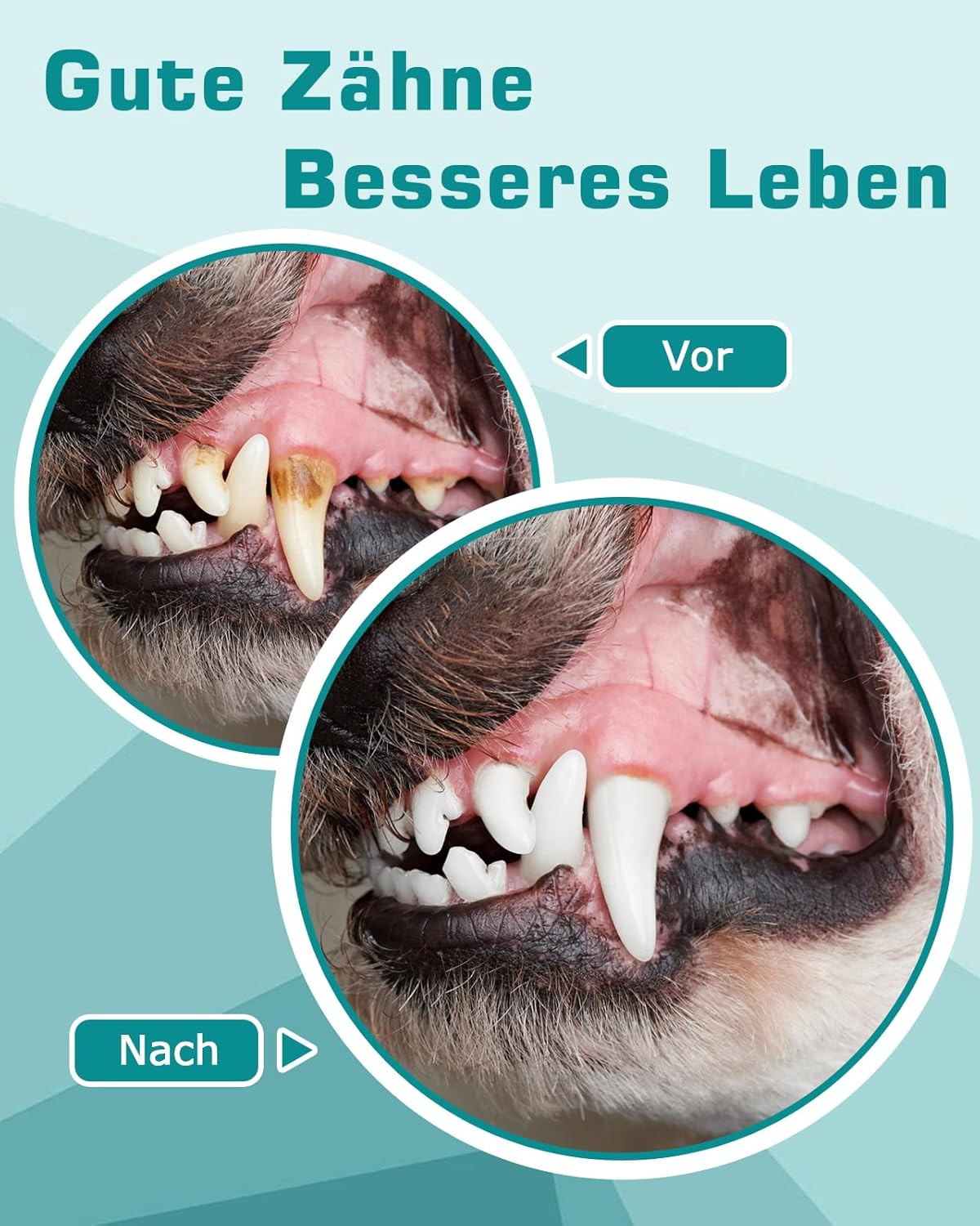 Vorher/Nachher Hundezähne: schmutzig zu sauber.