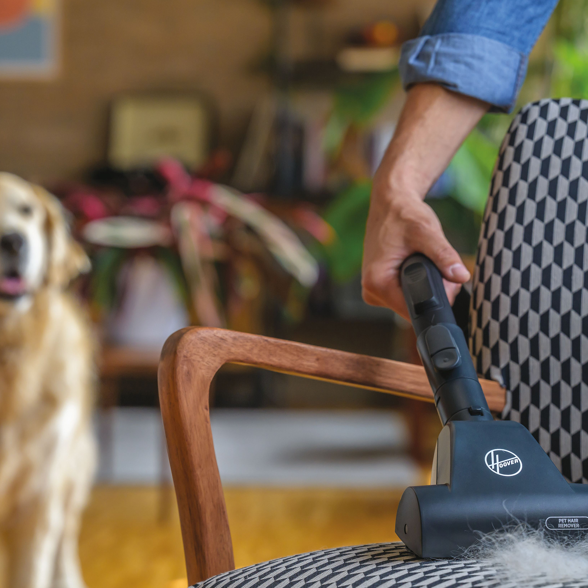 Una persona aspira pelo de mascota de una silla estampada cerca de un golden retriever.