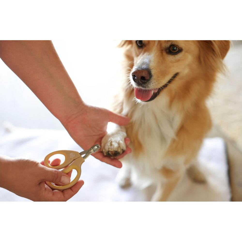 Eine Person hält die Pfote eines Hundes und eine Nagelschere, um seine Krallen zu schneiden.