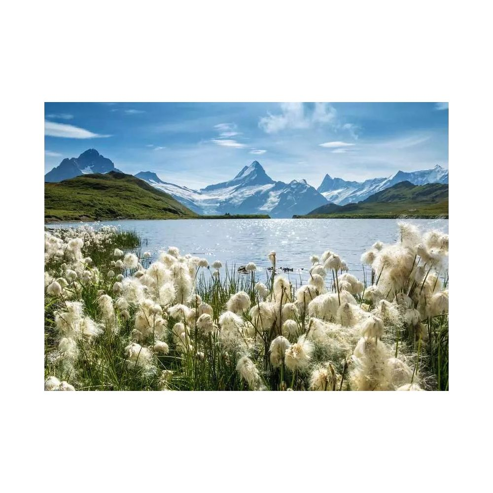 Un lac de montagne avec des sommets enneigés à l'arrière-plan et des plantes duveteuses au premier plan.