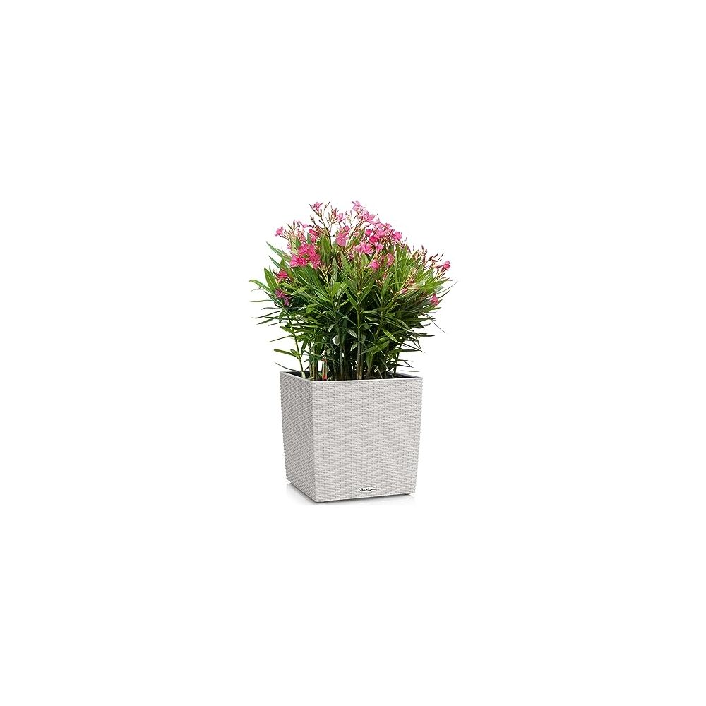 Un fioriera bianco con pianta dai fiori rosa e foglie verdi.