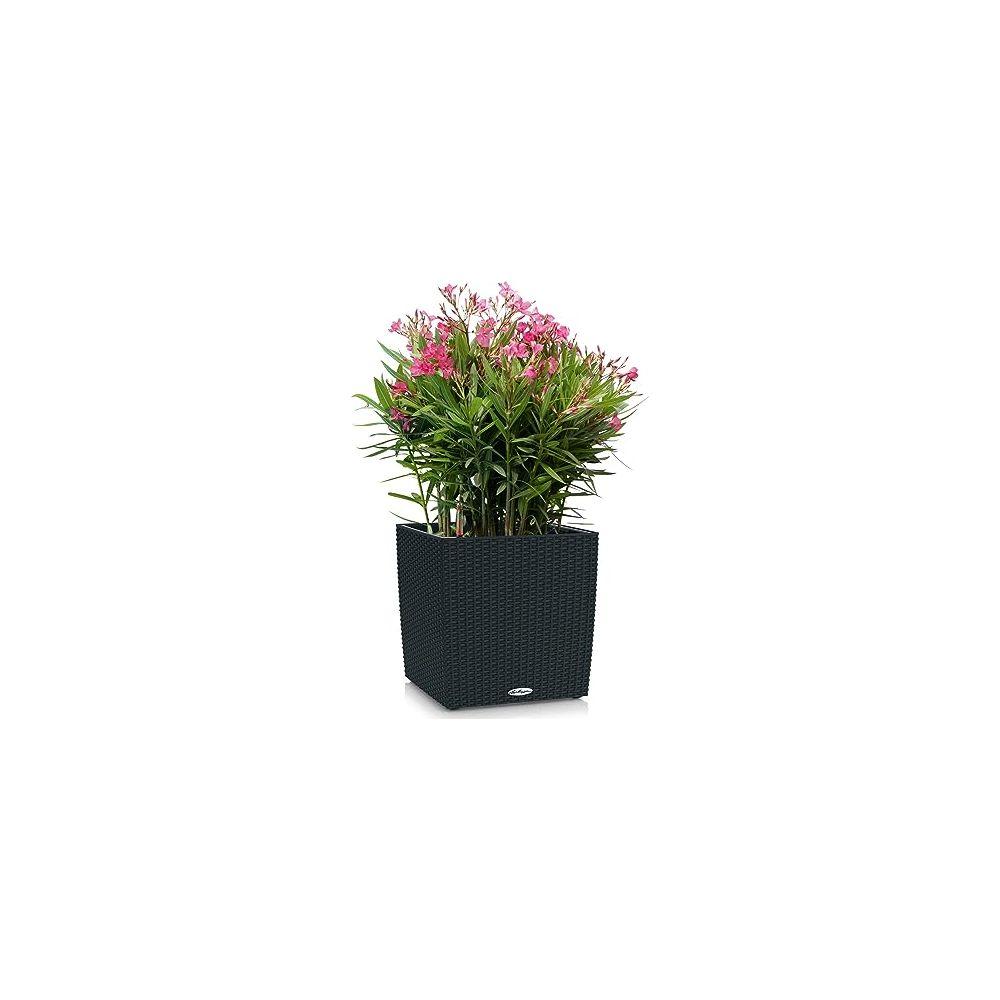 Una fioriera quadrata scura con una pianta di oleandro in fiore e fiori rosa.