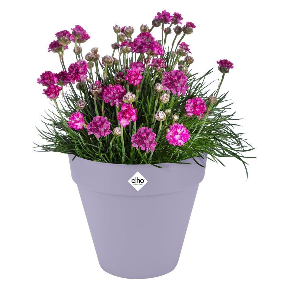 Ein fliederfarbener Topf quillt über mit leuchtend pinken Blumen und grünem Gras.