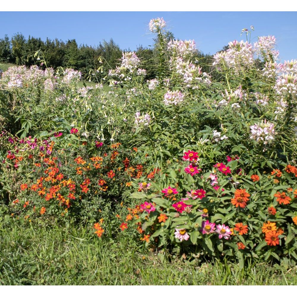 Aiuola colorata con fiordalisi rosa e bianchi, zinnie arancioni e rosse.