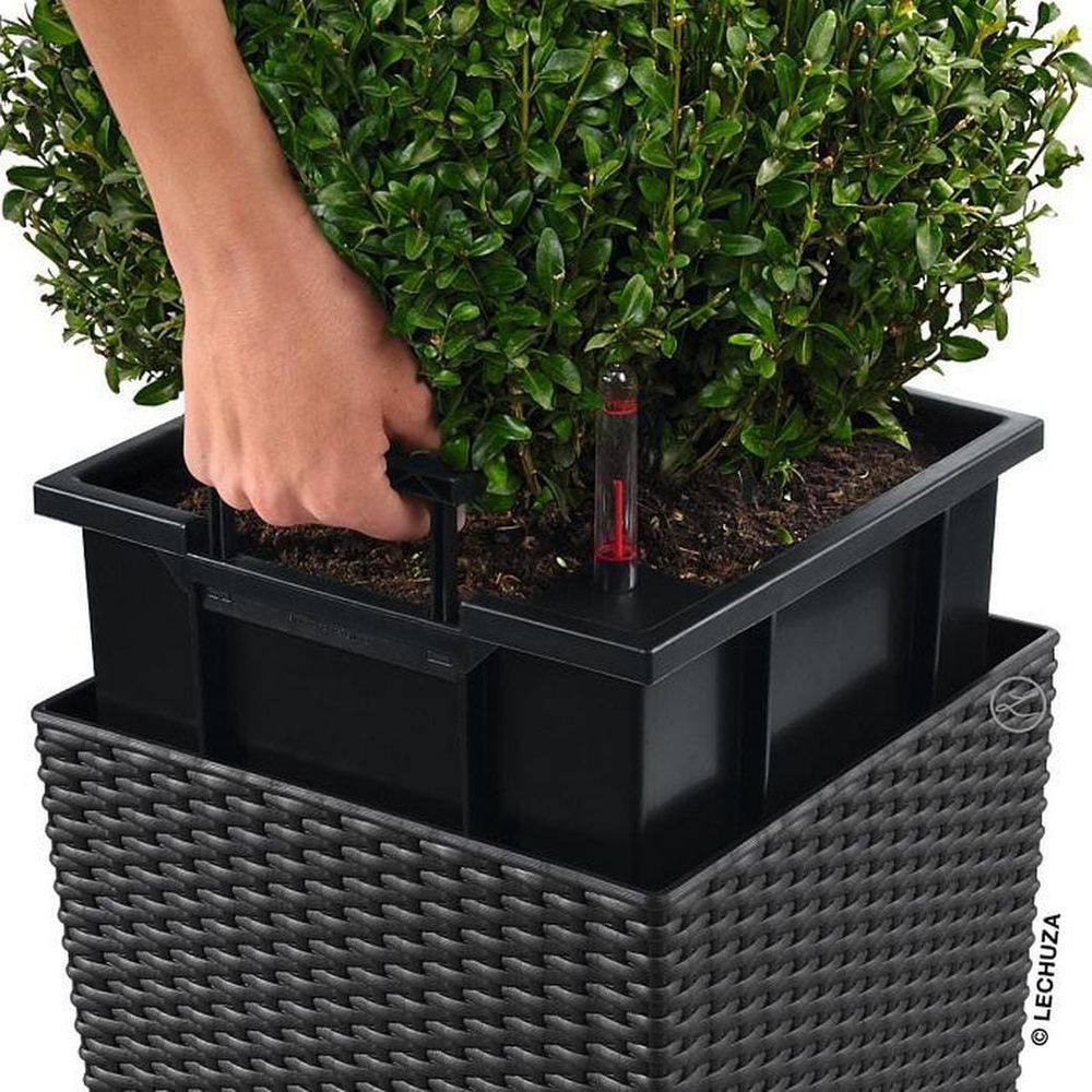 Eine Hand zieht eine grüne Pflanze aus einem schwarzen Topf mit Wasserstandsanzeige.