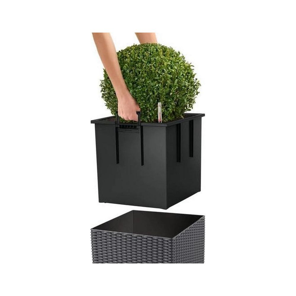 Eine Hand hebt einen runden grünen Busch aus einem schwarzen Topf.
