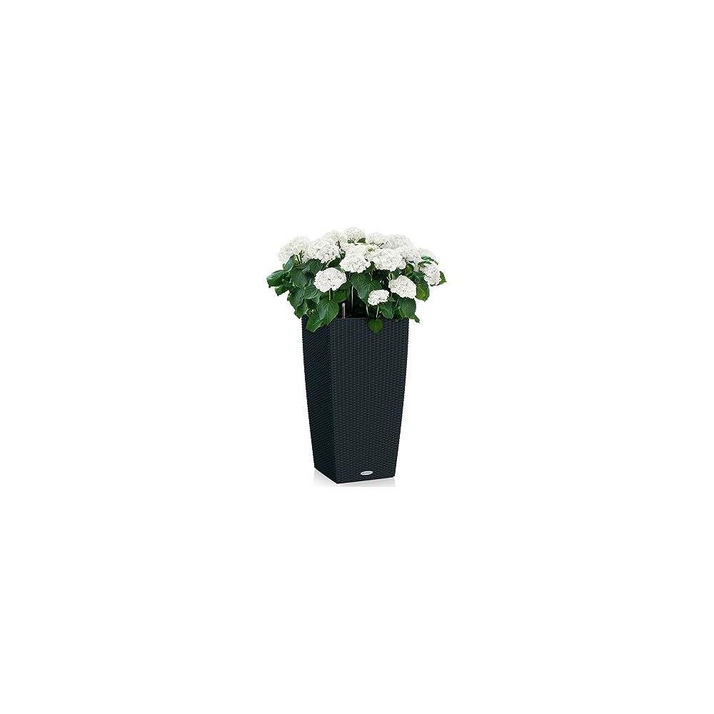 Ein dunkler, rechteckiger Pflanzkübel mit weißen Blumen auf weißem Hintergrund.