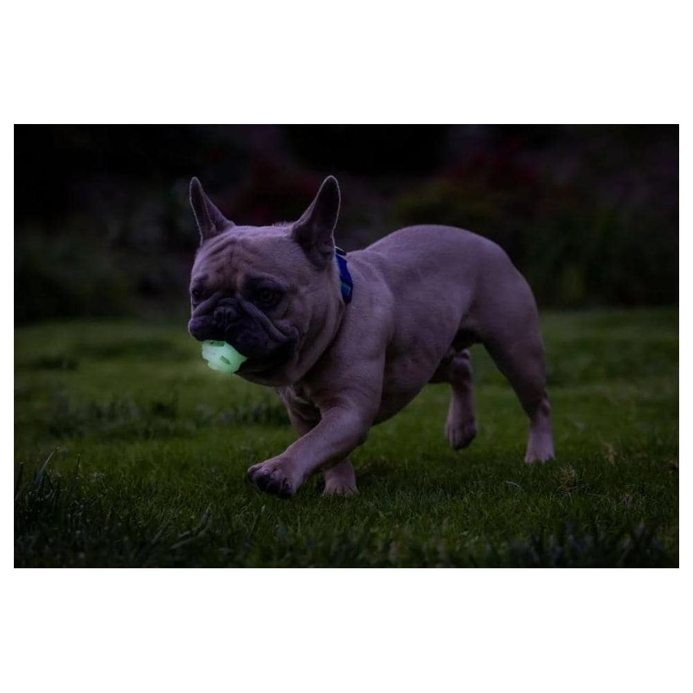 Ein brauner Bulldogge mit einem leuchtenden Ball im Maul läuft auf Gras.