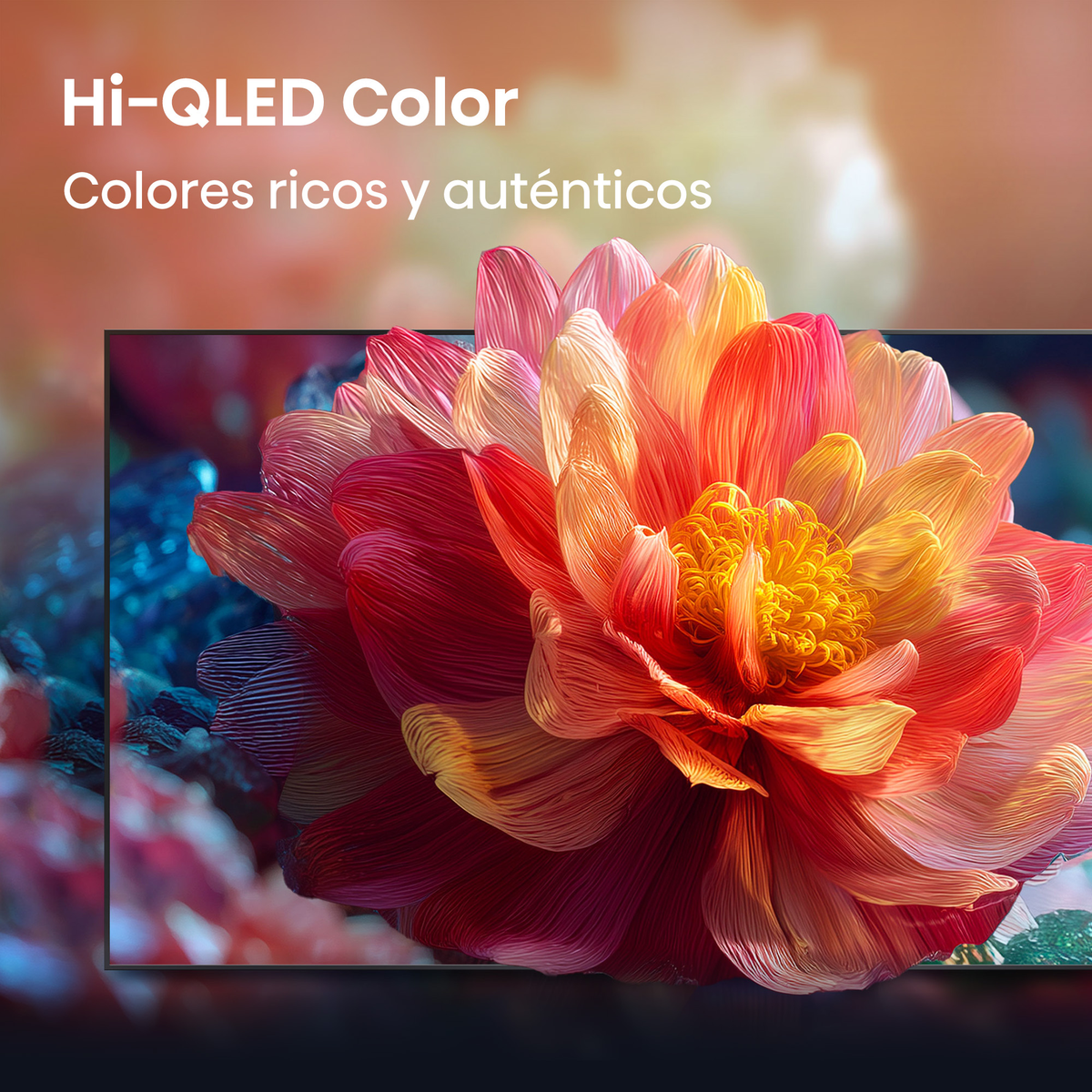 Gros plan d'une tête de dahlia épanouie et multicolore sur un écran de TV.