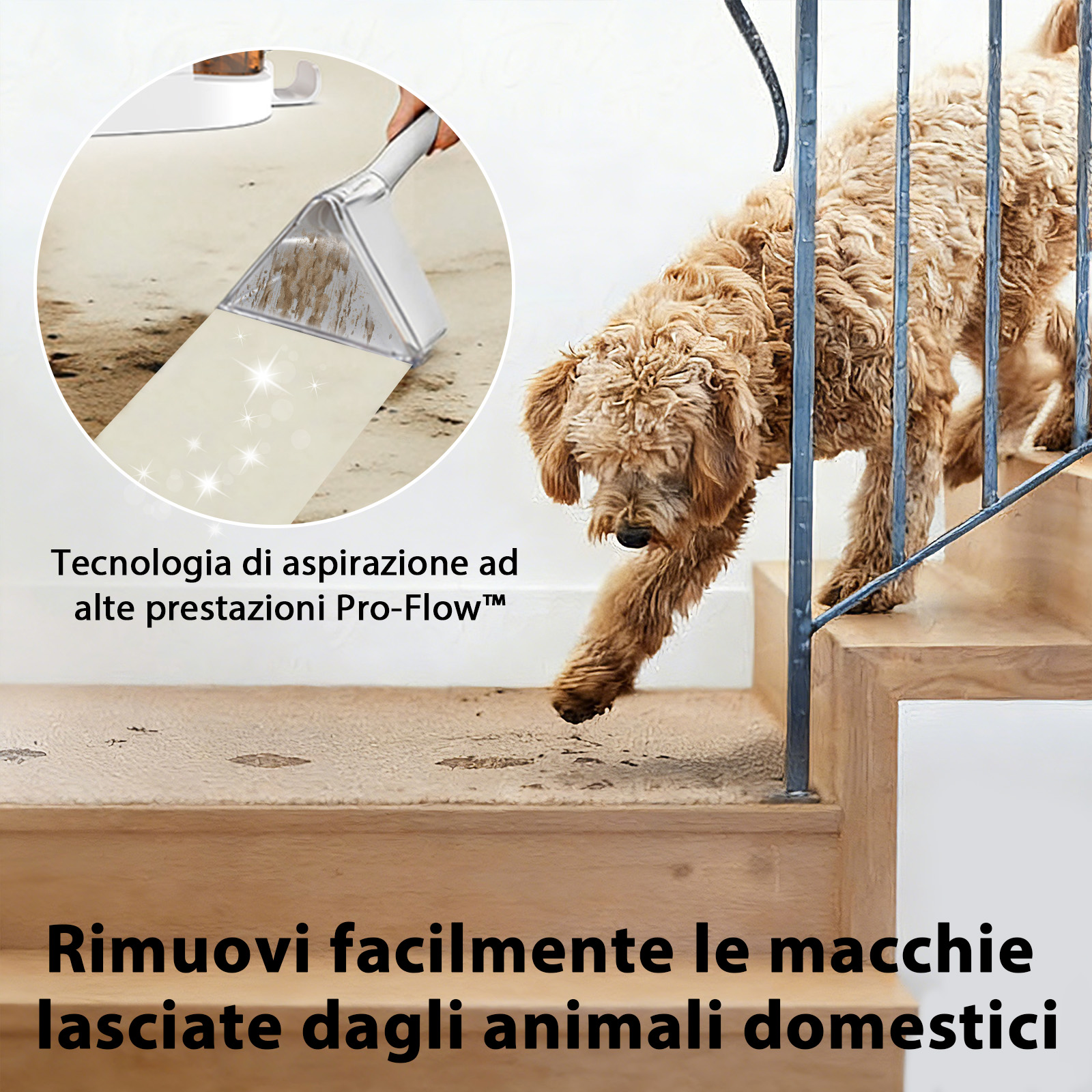 Un cane scende le scale mentre un aspiratore rimuove le macchie.