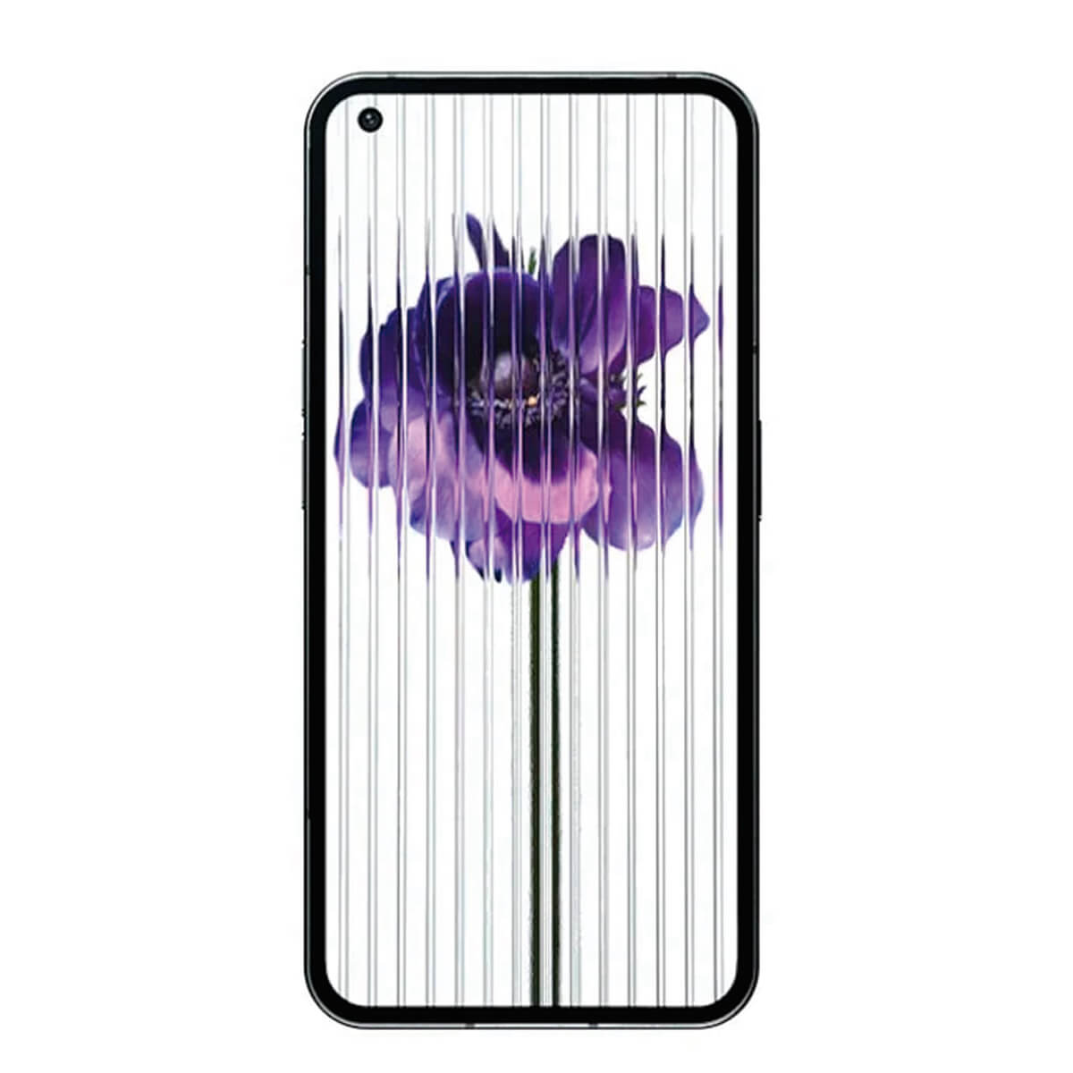 Smartfon wyświetla fioletowy kwiat zawilca z pionowymi liniami na ekranie.