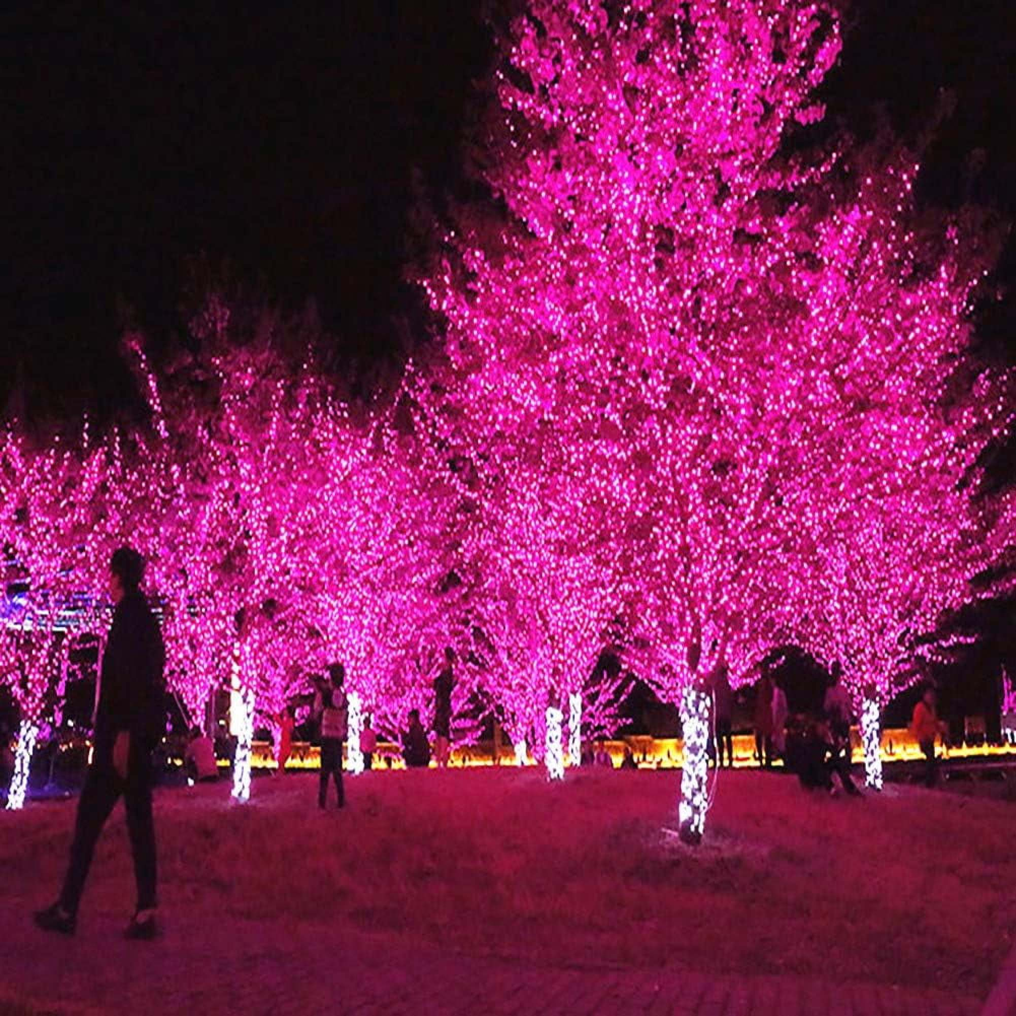 Bäume mit rosa Lichtern geschmückt, Menschen spazieren im Park bei Nacht.