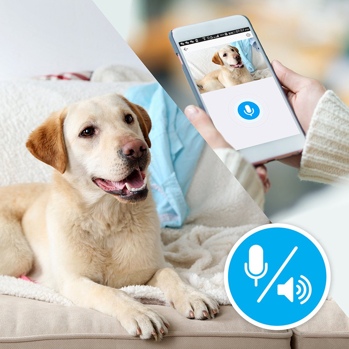 Un labrador giace su un divano, accanto un telefono mostra un video di cane.
