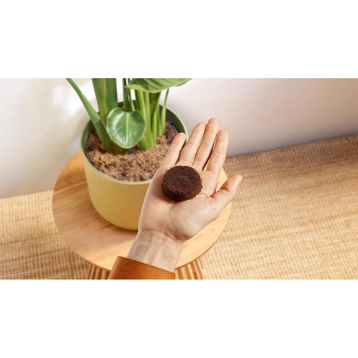Una mano tiene un disco di caffè marrone davanti a una pianta verde in vaso.
