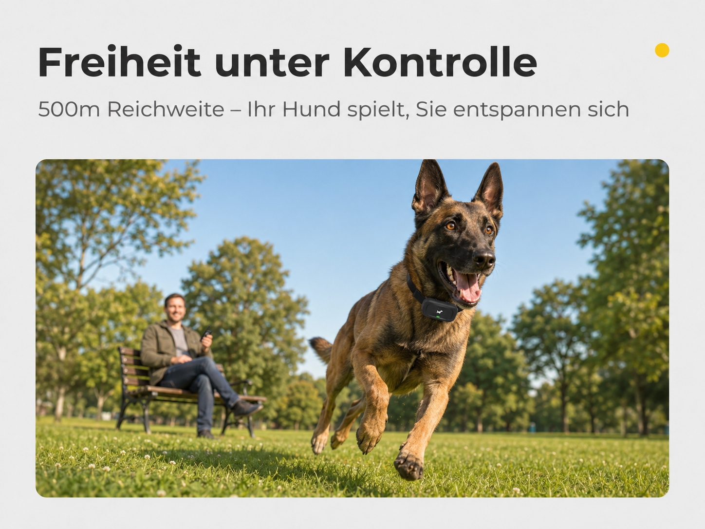 Ein Hund rennt über eine Wiese, ein Mann sitzt auf einer Bank im Hintergrund.