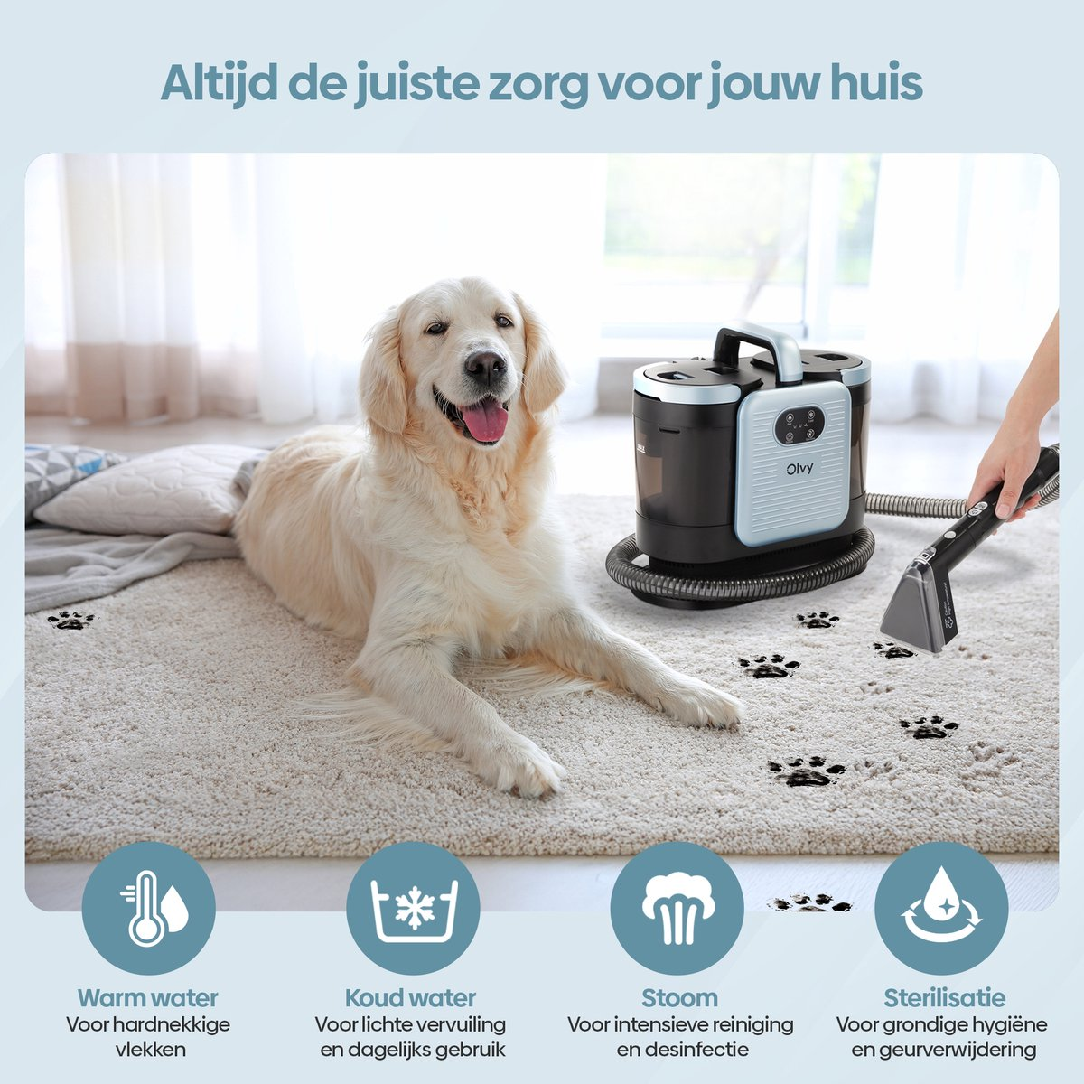 Golden Retriever op kleed bij tapijtreiniger, met pootafdrukken en iconen.