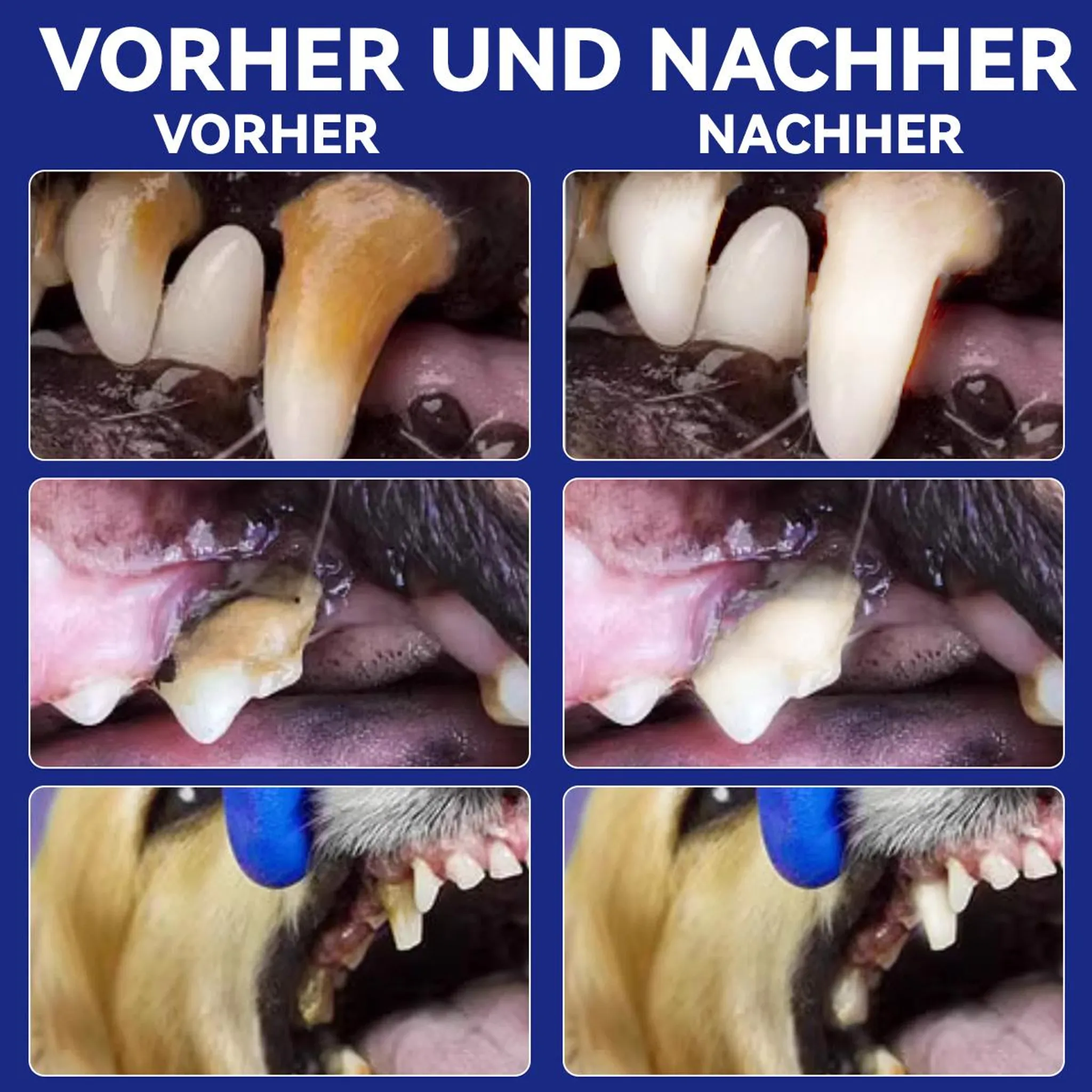 Vorher-Nachher-Vergleich von Hundezähnen: Verfärbte Zähne werden sauber.