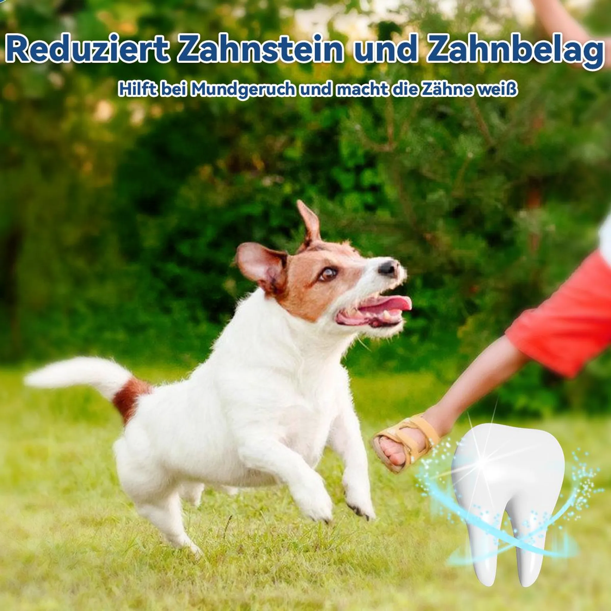 Ein Hund rennt auf einer Wiese, ein Kind reicht eine Zahnsymbol.