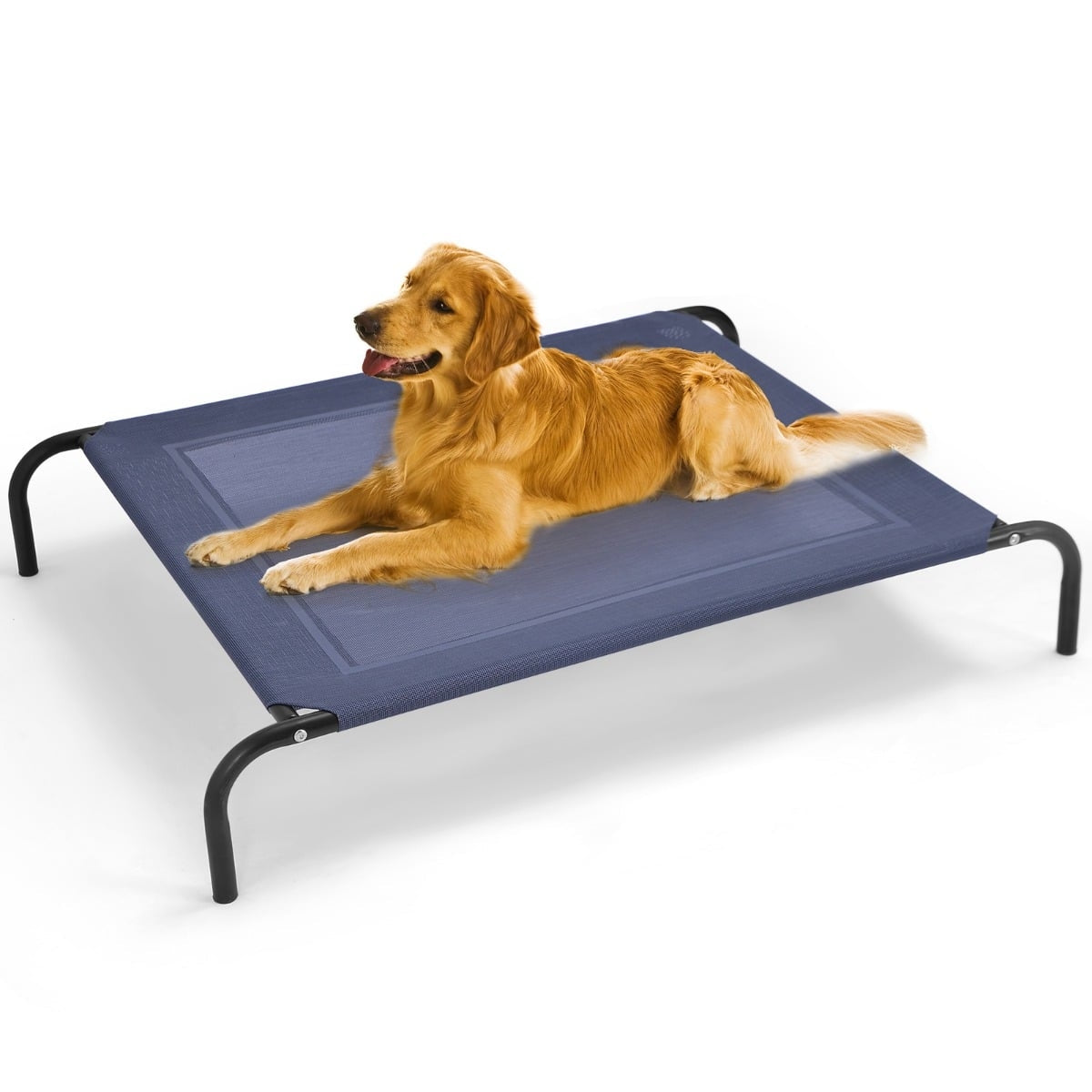 A golden retriever dog rests on a raised blue mesh dog bed with black legs.