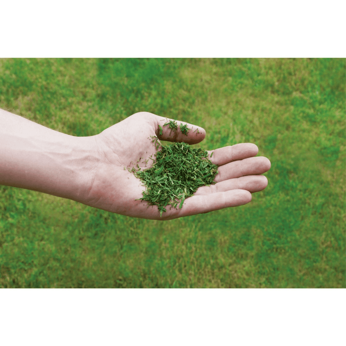 Eine Hand hält frisch gemähtes grünes Gras vor einem verschwommenen grünen Rasen.