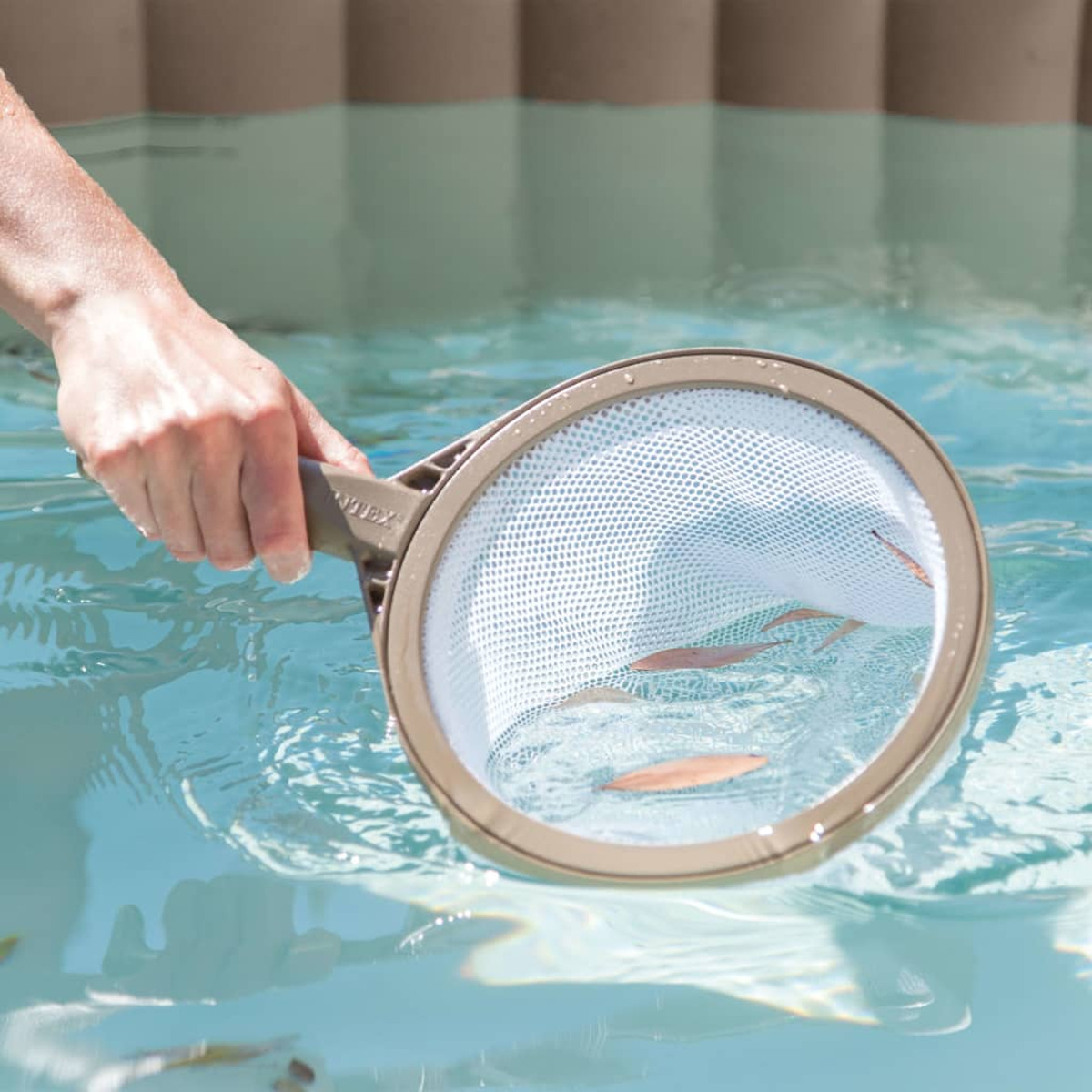 Eine Hand hält einKescher mit kleinen Fischen im Poolwasser.