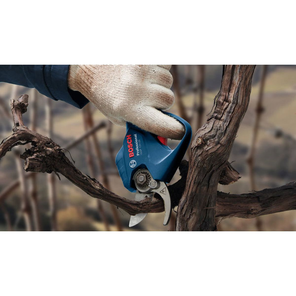 Eine Hand in einem Handschuh hält eine blaue Gartenschere, um einen Ast zu schneiden.