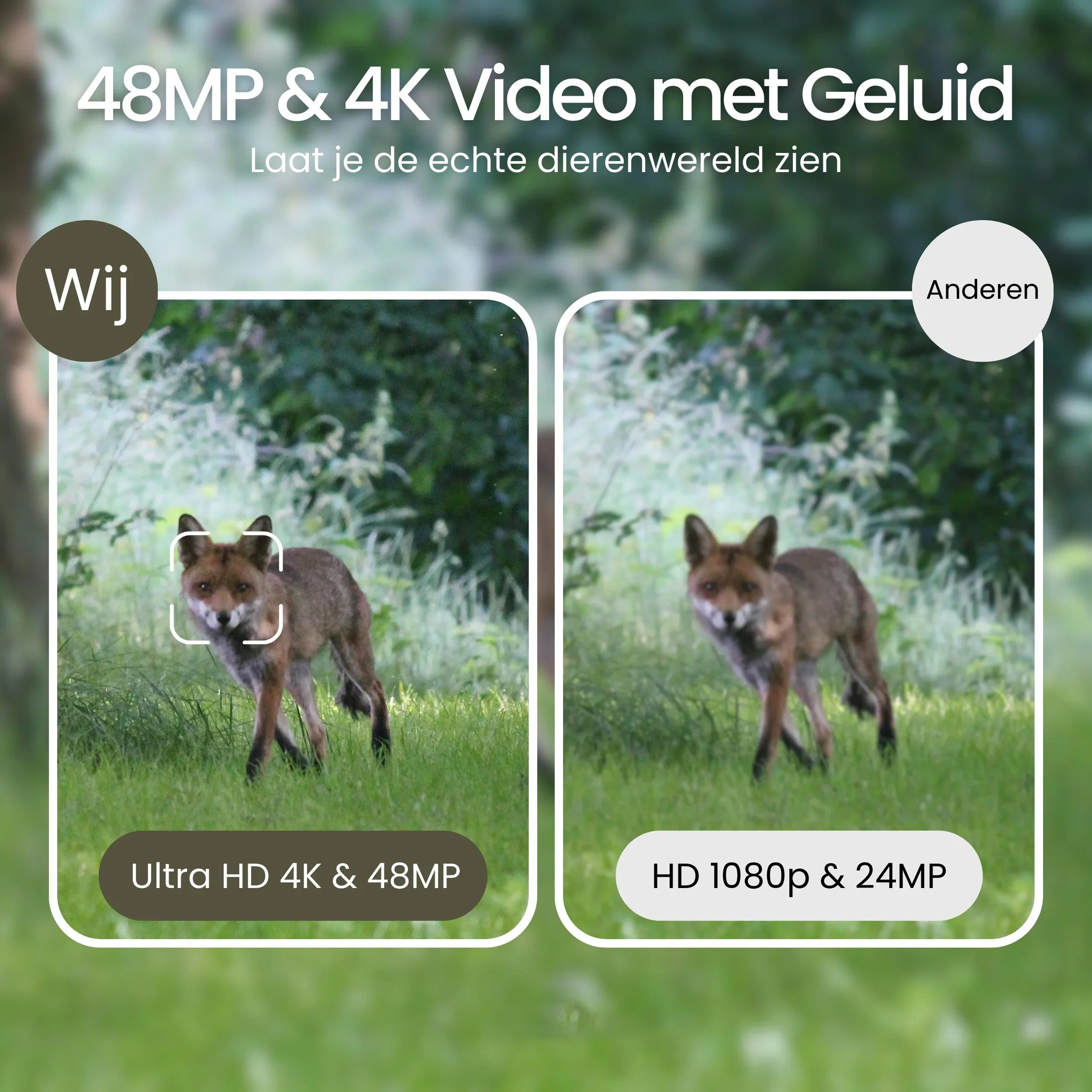 Two images of a fox in grass, left has focus frame, right is blurry.