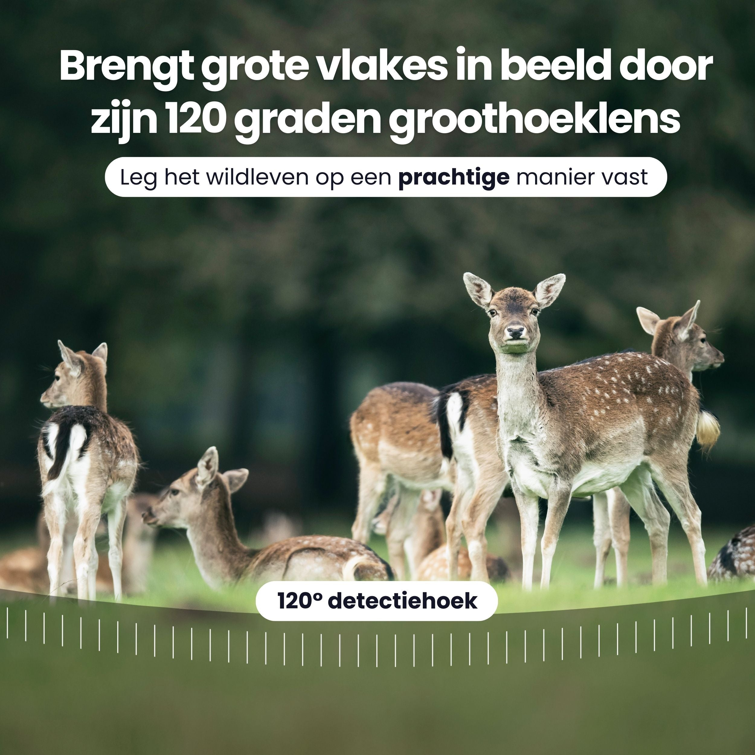 Deer in a forest captured with a wide-angle lens. Text in Dutch.
