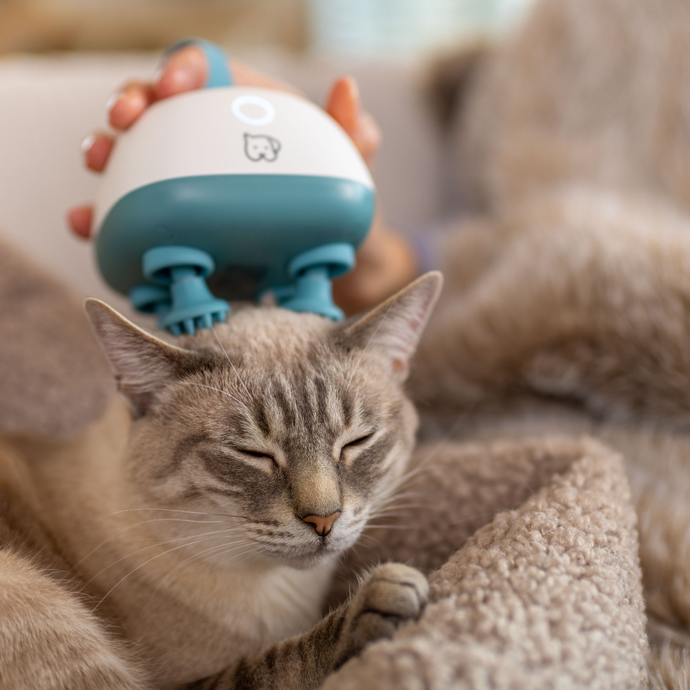 Ein weißer und tealfarbener Katzenmassierer wird am Kopf einer entspannten Tabby-Katze verwendet.