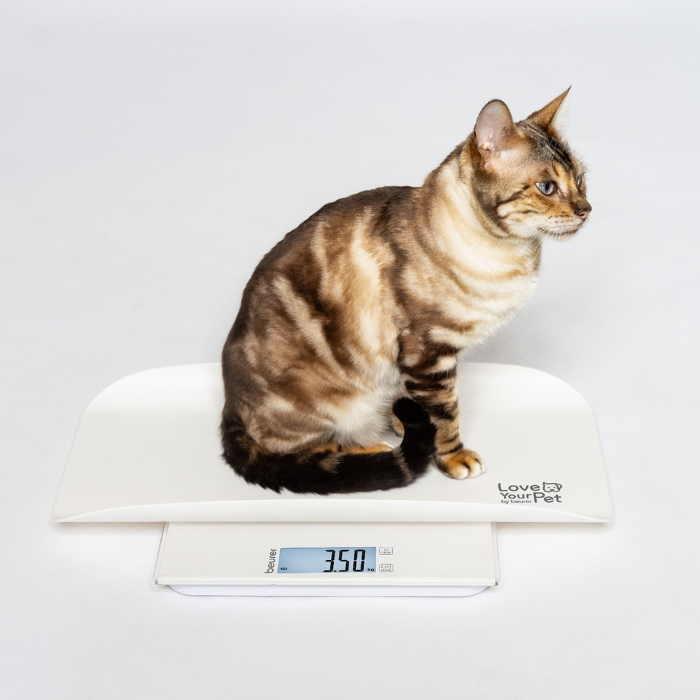Un gatto tigrato seduto su una bilancia bianca mostra 3,50 kg.
