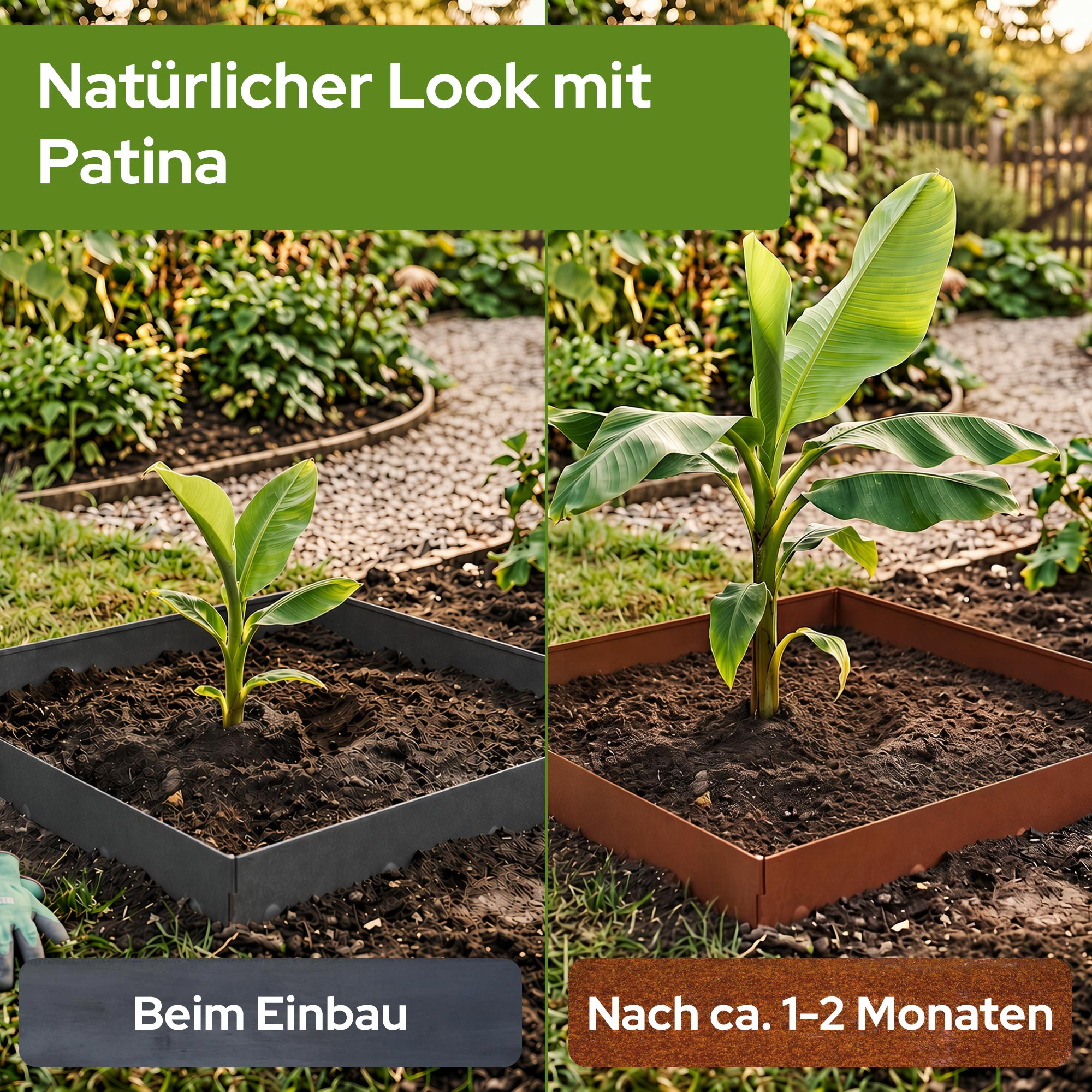 Ein junger Bananenbaum in einem Beet mit dunklem und rostfarbenem Rand.
