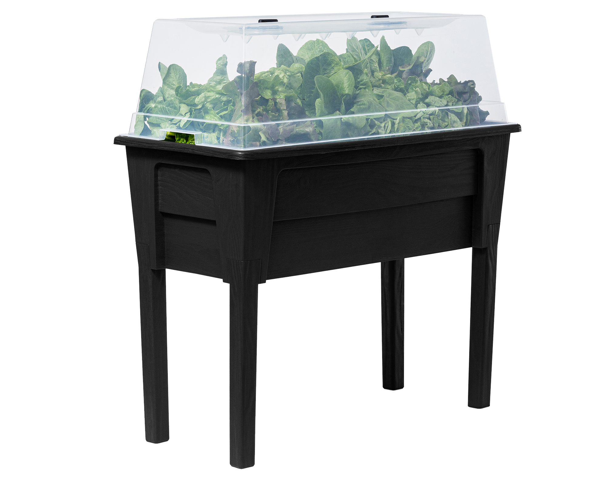 Ein schwarzer Hochbeet-Garten mit Salat unter einer transparenter Abdeckung.