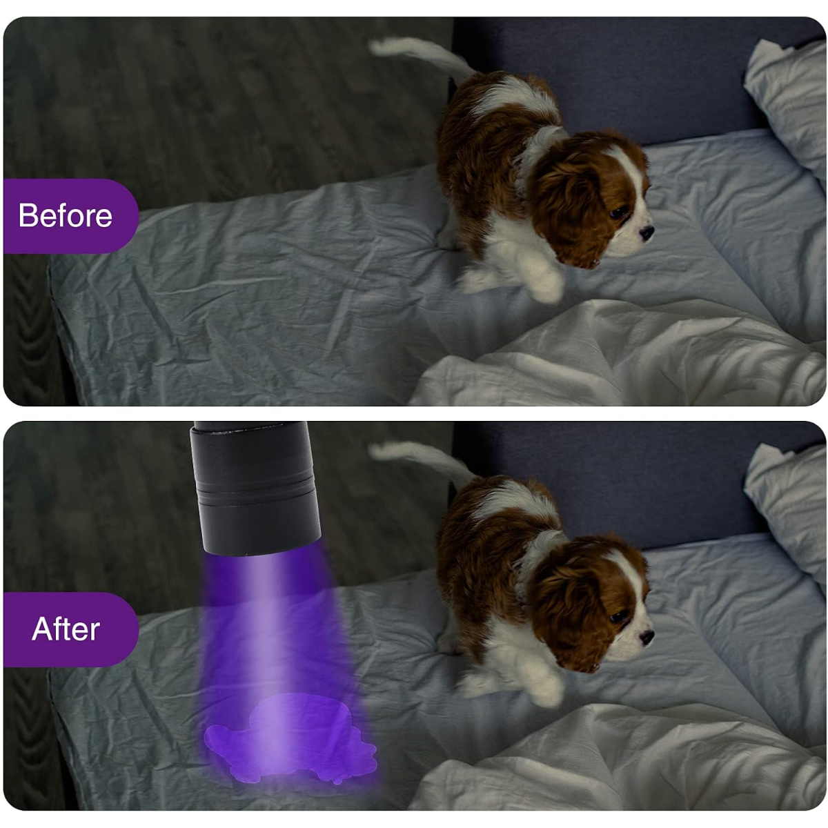Ein Hund auf einem Bett, das mit einem UV-Licht beleuchtet wird, um Flüssigkeit zu zeigen.