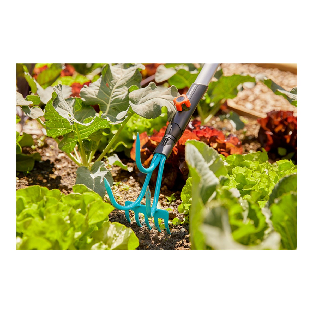 Un rastrello da giardino blu con manico nero e arancione poggia tra lattuga e piante di cavolo.
