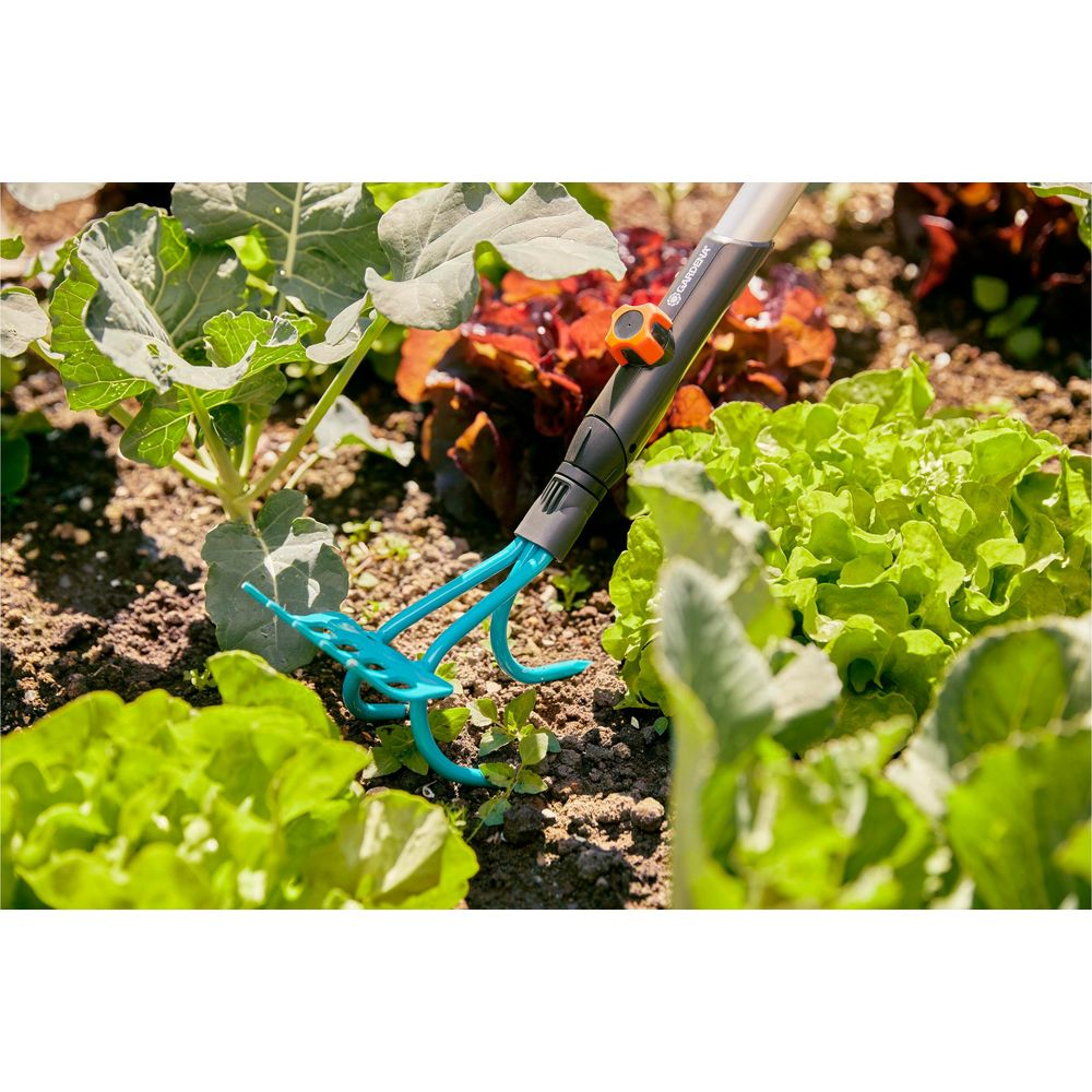 Un attrezzo da giardinaggio con denti blu poggia nel terreno tra lattuga e cavoli.
